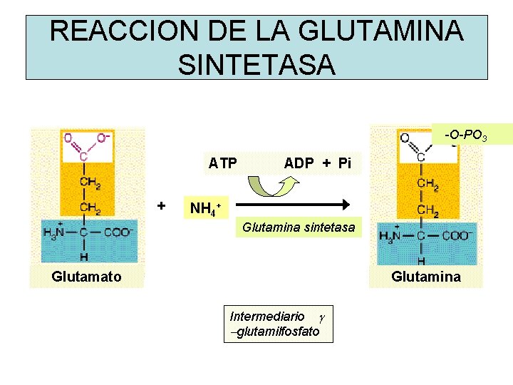 REACCION DE LA GLUTAMINA SINTETASA -O-PO 3 ATP + ADP + Pi NH 4+