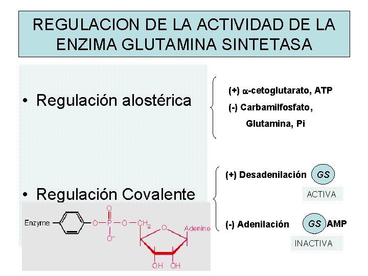 REGULACION DE LA ACTIVIDAD DE LA ENZIMA GLUTAMINA SINTETASA • Regulación alostérica (+) a-cetoglutarato,