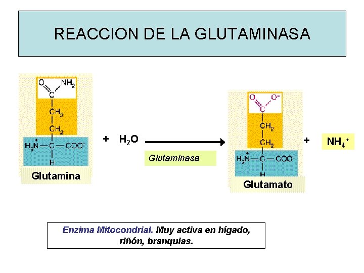 REACCION DE LA GLUTAMINASA + H 2 O + Glutaminasa Glutamina Glutamato Enzima Mitocondrial. REACCION DE LA GLUTAMINASA + H 2 O + Glutaminasa Glutamina Glutamato Enzima Mitocondrial.