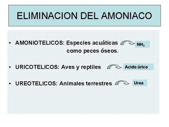 ELIMINACION DEL AMONIACO • AMONIOTELICOS: Especies acuáticas como peces óseos. • URICOTELICOS: Aves y