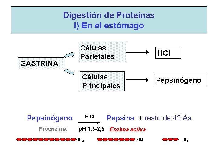 Digestión de Proteinas I) En el estómago GASTRINA Células Parietales HCl Células Principales Pepsinógeno Digestión de Proteinas I) En el estómago GASTRINA Células Parietales HCl Células Principales Pepsinógeno