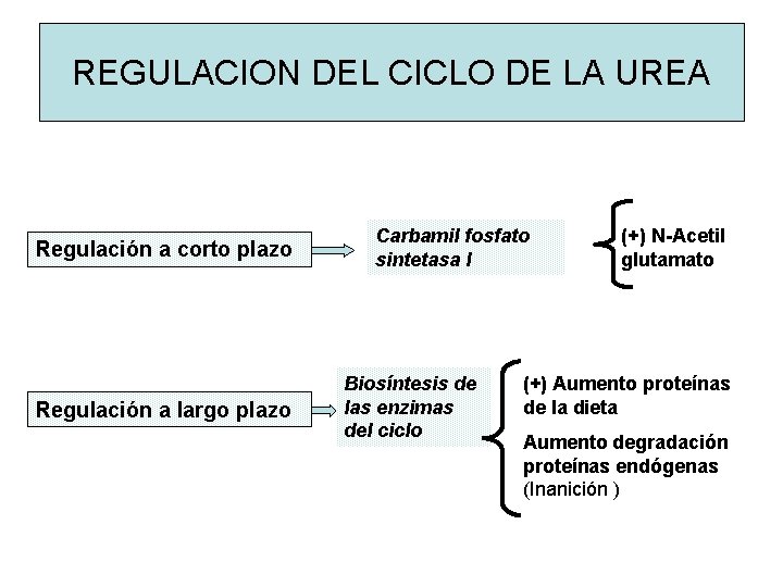 REGULACION DEL CICLO DE LA UREA Regulación a corto plazo Regulación a largo plazo