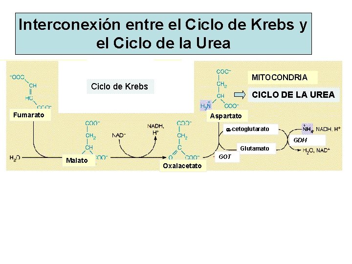 Interconexión entre el Ciclo de Krebs y el Ciclo de la Urea MITOCONDRIA Ciclo