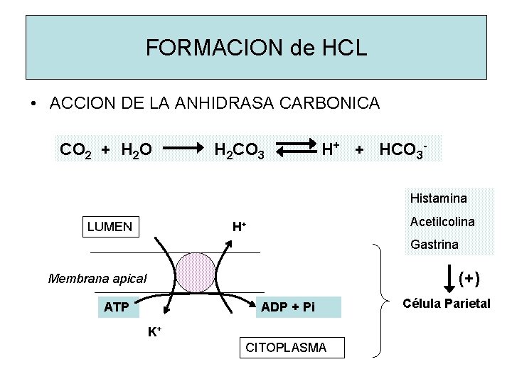 FORMACION de HCL • ACCION DE LA ANHIDRASA CARBONICA CO 2 + H 2