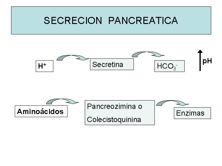 SECRECION PANCREATICA H+ Aminoácidos Secretina Pancreozimina o Colecistoquinina HCO 3 - p. H Enzimas