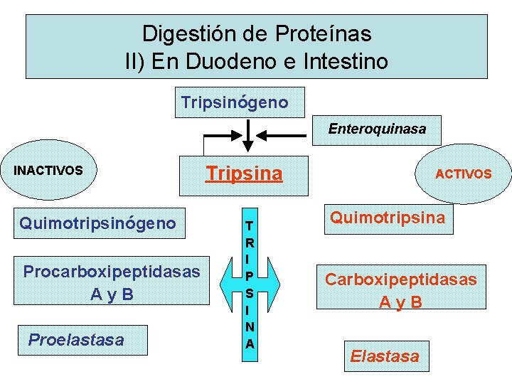 Digestión de Proteínas II) En Duodeno e Intestino Tripsinógeno Enteroquinasa INACTIVOS Quimotripsinógeno Procarboxipeptidasas Ay. Digestión de Proteínas II) En Duodeno e Intestino Tripsinógeno Enteroquinasa INACTIVOS Quimotripsinógeno Procarboxipeptidasas Ay.