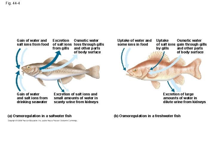 Fig. 44 -4 Gain of water and salt ions from food Excretion Osmotic water