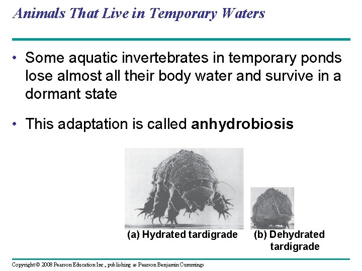 Animals That Live in Temporary Waters • Some aquatic invertebrates in temporary ponds lose