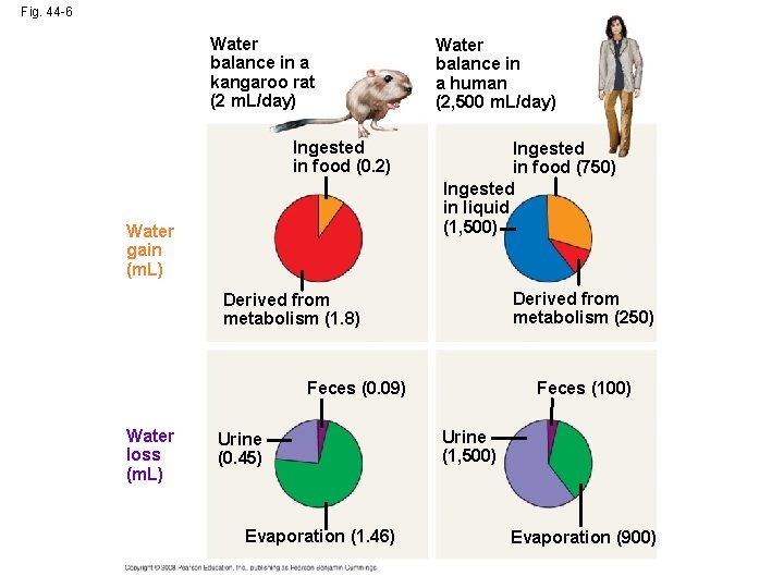 Fig. 44 -6 Water balance in a kangaroo rat (2 m. L/day) Ingested in