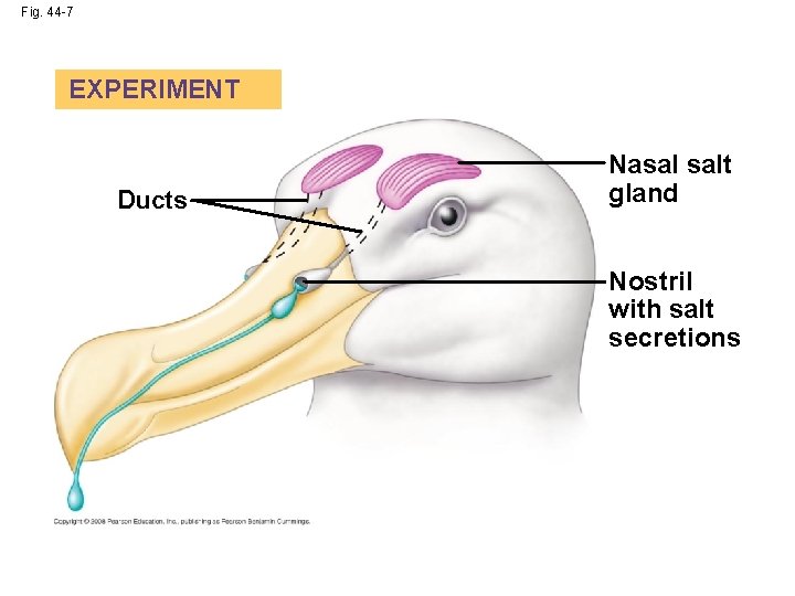 Fig. 44 -7 EXPERIMENT Ducts Nasal salt gland Nostril with salt secretions 