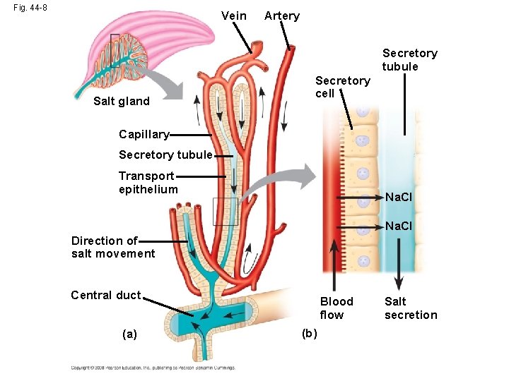 Fig. 44 -8 Vein Artery Secretory tubule Salt gland Secretory cell Capillary Secretory tubule
