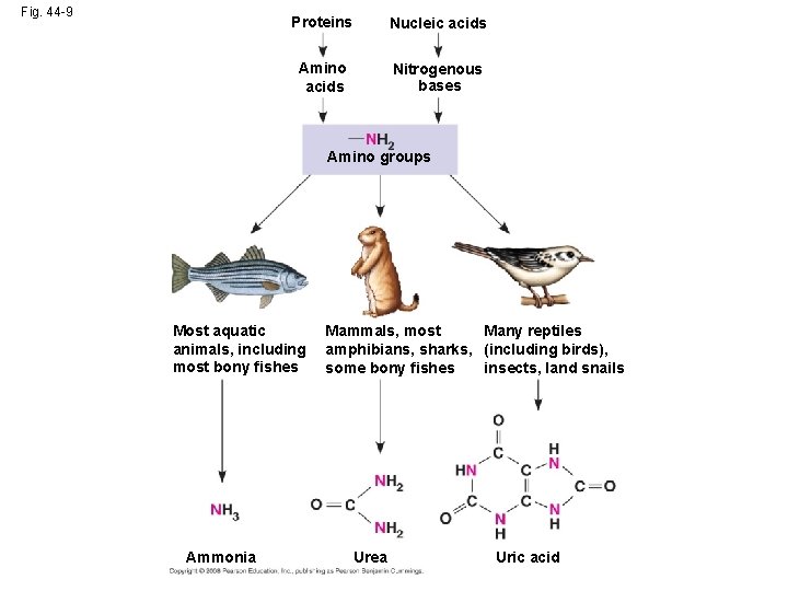 Fig. 44 -9 Proteins Nucleic acids Amino acids Nitrogenous bases Amino groups Most aquatic