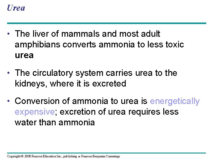 Urea • The liver of mammals and most adult amphibians converts ammonia to less