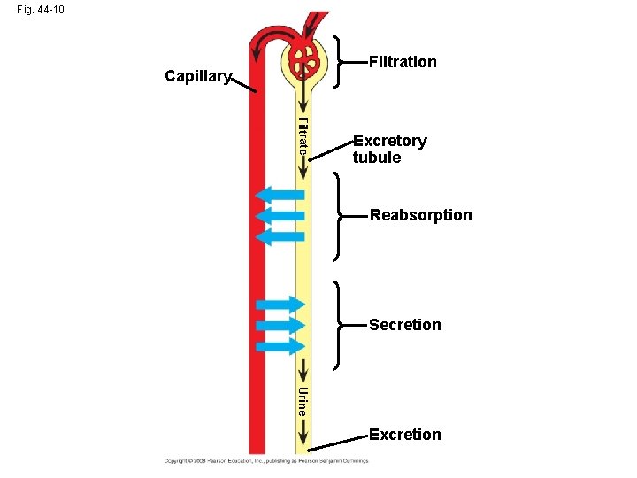 Fig. 44 -10 Filtration Capillary Filtrate Excretory tubule Reabsorption Secretion Urine Excretion 