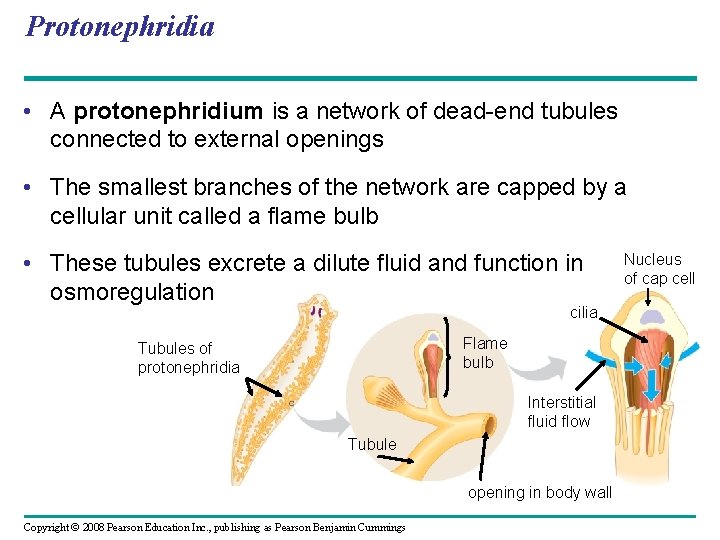 Protonephridia • A protonephridium is a network of dead-end tubules connected to external openings