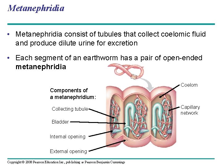 Metanephridia • Metanephridia consist of tubules that collect coelomic fluid and produce dilute urine