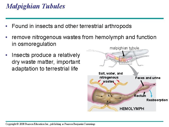 Malpighian Tubules • Found in insects and other terrestrial arthropods • remove nitrogenous wastes