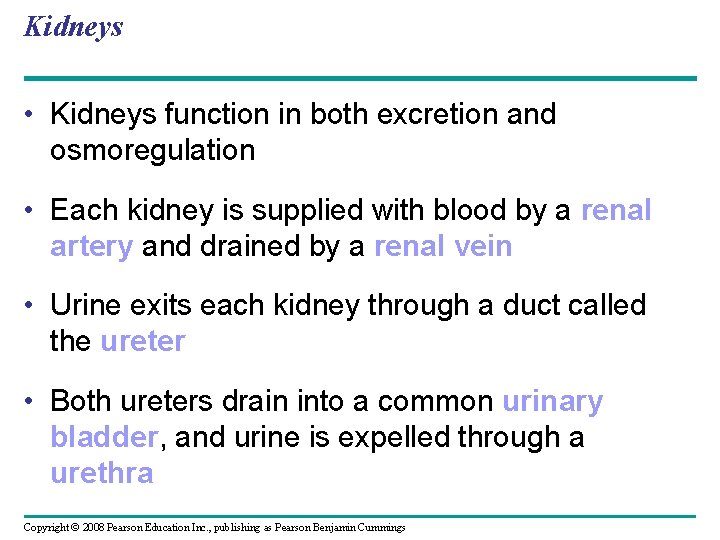 Kidneys • Kidneys function in both excretion and osmoregulation • Each kidney is supplied