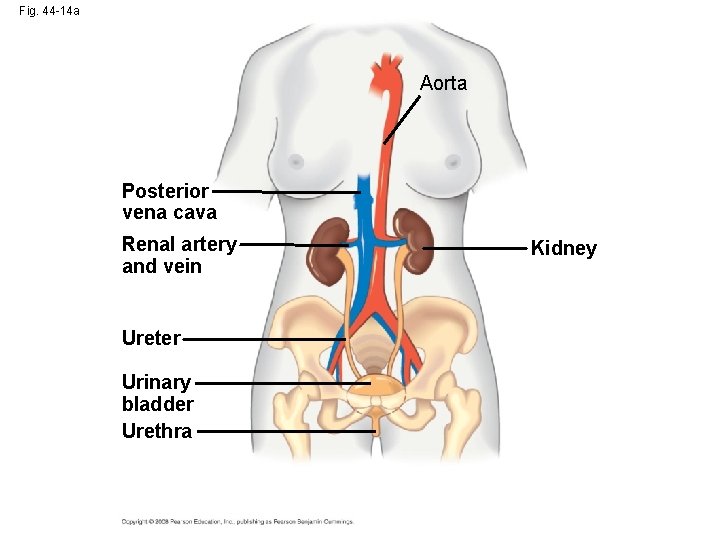 Fig. 44 -14 a Aorta Posterior vena cava Renal artery and vein Ureter Urinary