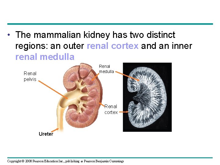  • The mammalian kidney has two distinct regions: an outer renal cortex and