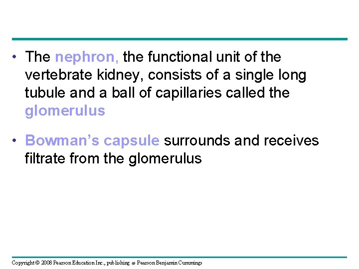  • The nephron, the functional unit of the vertebrate kidney, consists of a