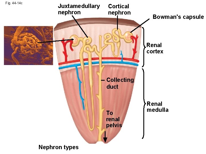 Fig. 44 -14 c Juxtamedullary nephron Cortical nephron Bowman's capsule Renal cortex Collecting duct