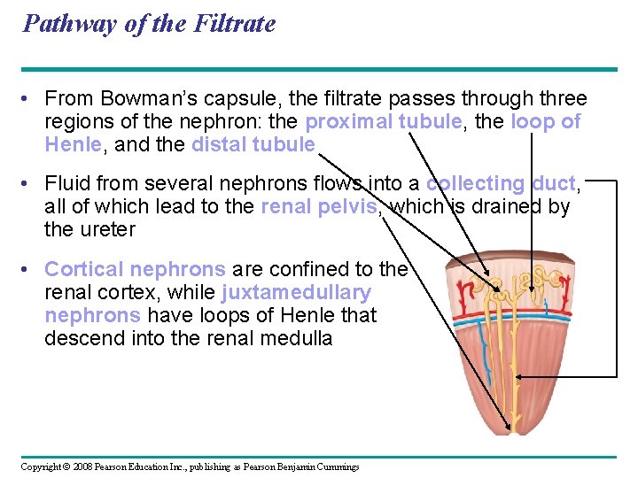 Pathway of the Filtrate • From Bowman’s capsule, the filtrate passes through three regions