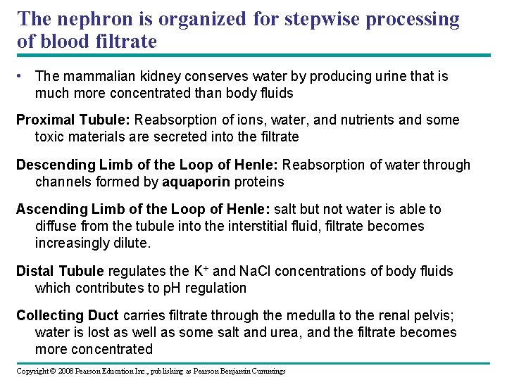 The nephron is organized for stepwise processing of blood filtrate • The mammalian kidney