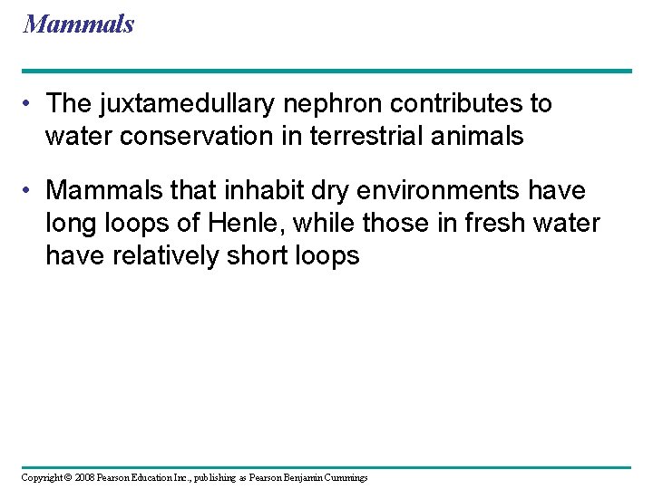 Mammals • The juxtamedullary nephron contributes to water conservation in terrestrial animals • Mammals