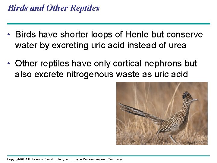 Birds and Other Reptiles • Birds have shorter loops of Henle but conserve water