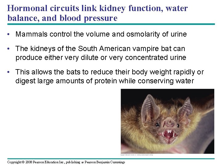 Hormonal circuits link kidney function, water balance, and blood pressure • Mammals control the