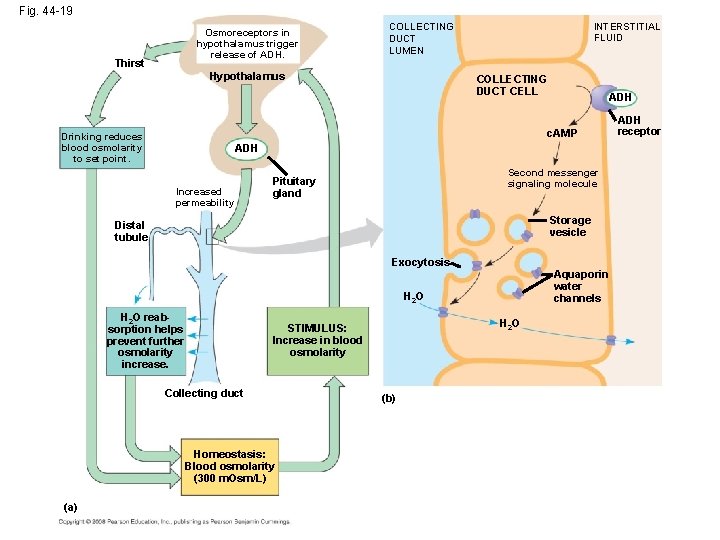 Fig. 44 -19 Osmoreceptors in hypothalamus trigger release of ADH. Thirst COLLECTING DUCT LUMEN