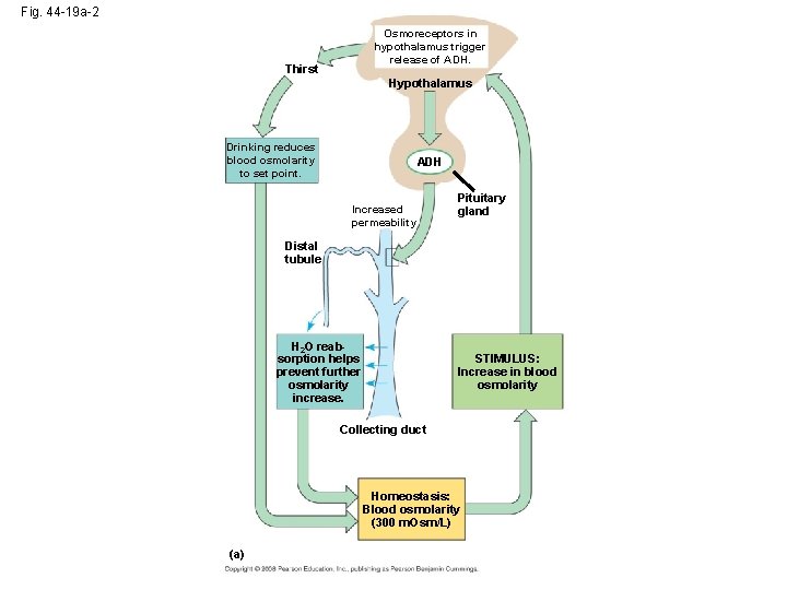 Fig. 44 -19 a-2 Osmoreceptors in hypothalamus trigger release of ADH. Thirst Hypothalamus Drinking