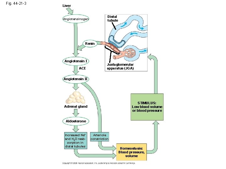 Fig. 44 -21 -3 Liver Distal tubule Angiotensinogen Renin Angiotensin I ACE Juxtaglomerular apparatus