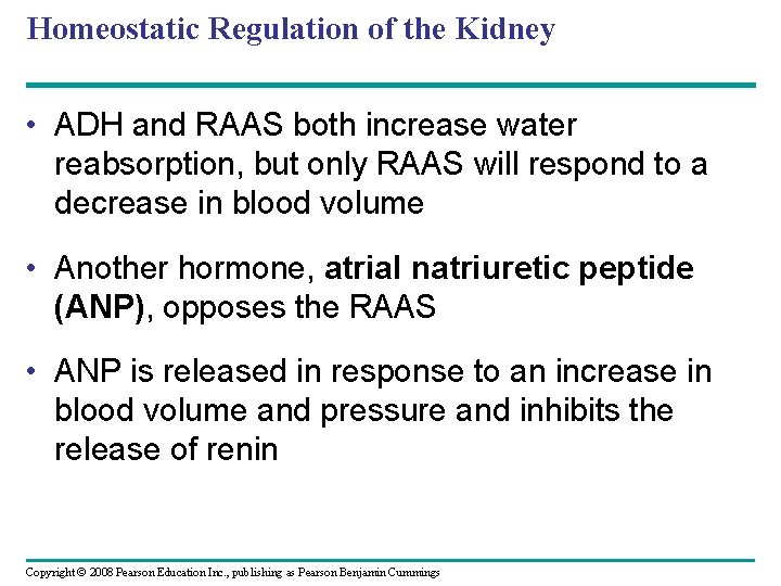 Homeostatic Regulation of the Kidney • ADH and RAAS both increase water reabsorption, but