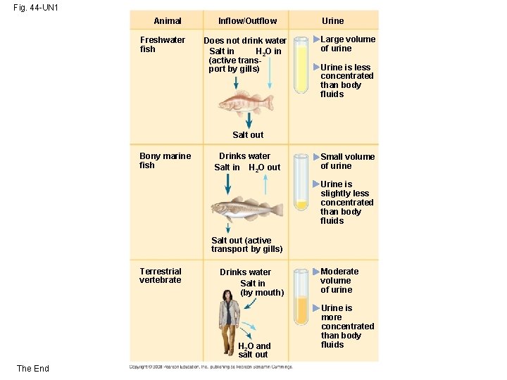 Fig. 44 -UN 1 Animal Freshwater fish Inflow/Outflow Does not drink water Salt in