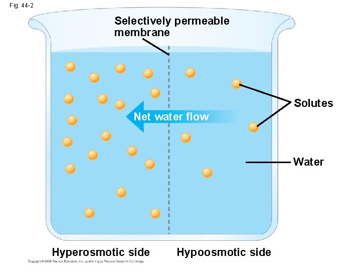 Fig. 44 -2 Selectively permeable membrane Solutes Net water flow Water Hyperosmotic side Hypoosmotic