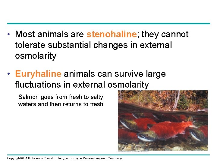  • Most animals are stenohaline; they cannot tolerate substantial changes in external osmolarity