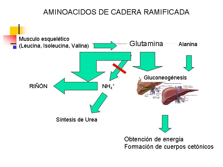 AMINOACIDOS DE CADERA RAMIFICADA Musculo esquelético (Leucina, Isoleucina, Valina) Glutamina Alanina Gluconeogénesis NH 4+