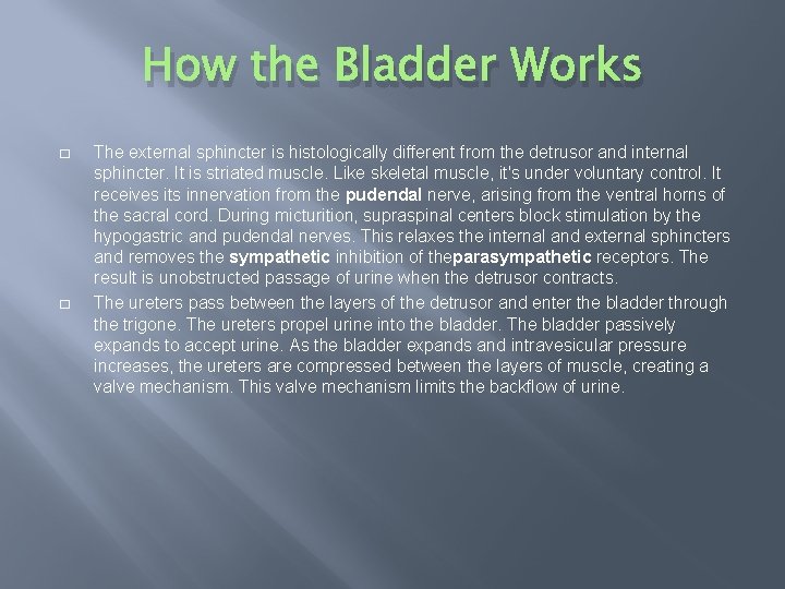 How the Bladder Works � � The external sphincter is histologically different from the