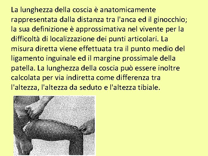 La lunghezza della coscia è anatomicamente rappresentata dalla distanza tra l'anca ed il ginocchio;