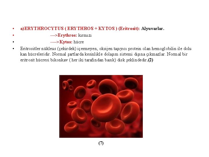  • • a)ERYTHROCYTUS ( ERYTHROS + KYTOS ) (Eritrosit): Alyuvarlar. --->Erythros: kırmızı ---->Kytos: