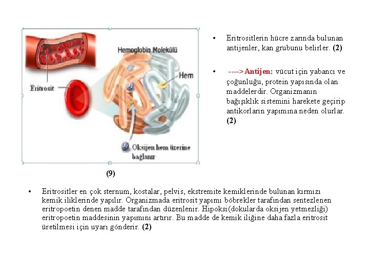  • Eritrositlerin hücre zarında bulunan antijenler, kan grubunu belirler. (2) • ---->Antijen: vücut