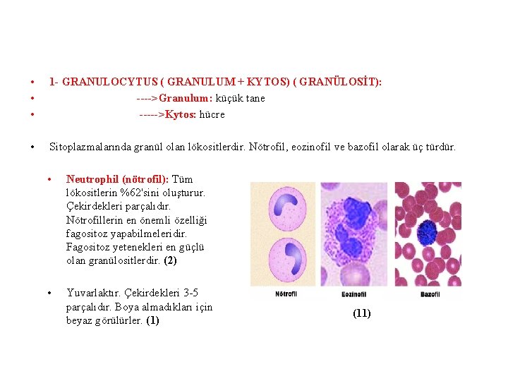  • • • 1 - GRANULOCYTUS ( GRANULUM + KYTOS) ( GRANÜLOSİT): ---->Granulum: