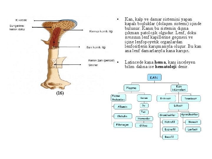 (16) • Kan, kalp ve damar sistemini yapan kapalı boşluklar (dolaşım sistemi) içinde bulunur.