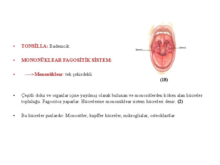  • TONSİLLA: Bademcik • MONONÜKLEAR FAGOSİTİK SİSTEM: • ---->Mononüklear: tek çekirdekli (18) •