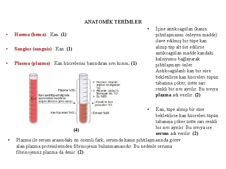 ANATOMİK TERİMLER • • Haema (hema) : Kan. (1) • Sangius (sanguis) : Kan.