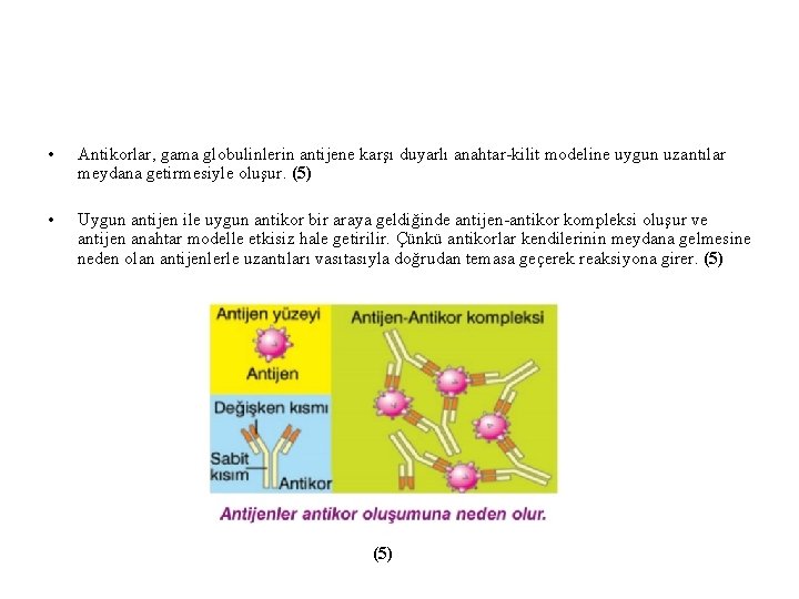 • Antikorlar, gama globulinlerin antijene karşı duyarlı anahtar-kilit modeline uygun uzantılar meydana getirmesiyle