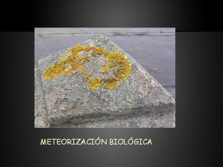 METEORIZACIÓN BIOLÓGICA 