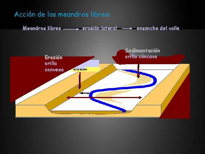 Acción de los meandros libres: Meandros libres Erosión: orilla convexa erosión lateral ensanche del